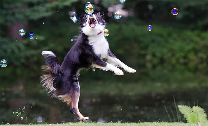 Dog jumps at bubbles